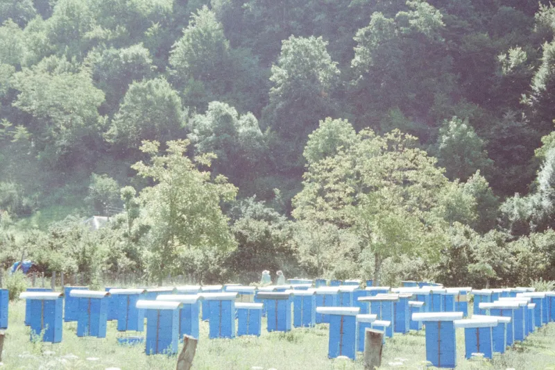 What the Bees Knew: The Backyard Beekeeper Who Cracked a Medical Mystery the Experts Had Missed