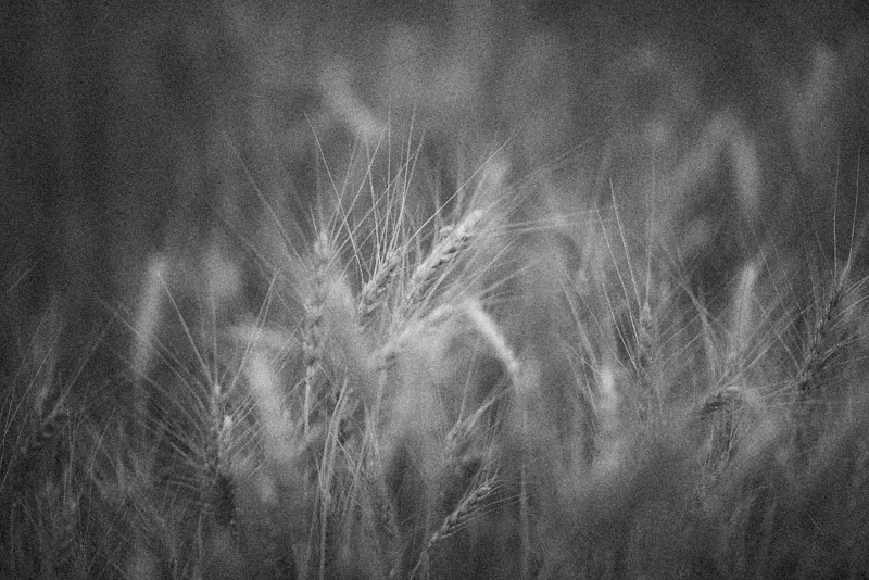 The Cornfield Kid Who Fooled the KGB