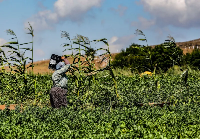 Dirt Roads to Destiny: How a Migrant Farmworker Built the Movement That Fed America's Conscience